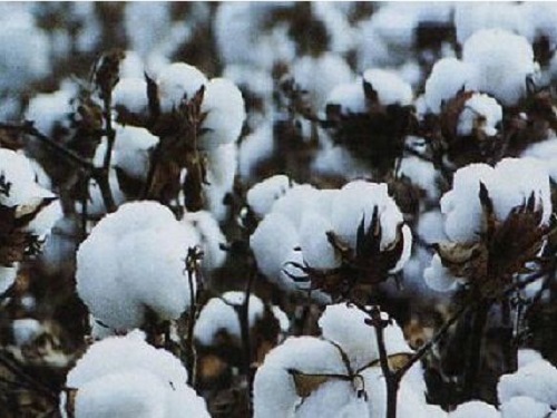 Impact of soaring Chinese cotton