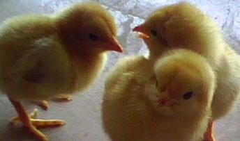 N7N9 bird flu makes poultry farming in crisis