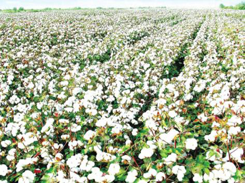 Downstream consumption of cotton is still "old"