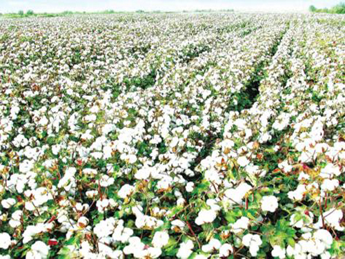 Downstream consumption of cotton is still "old"