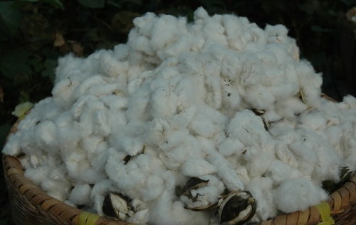 The Ministry of Agriculture expects 6.6 million tons of cotton this year