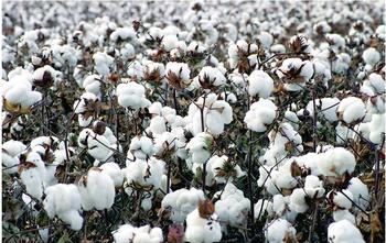 Tianmen Cotton Trading Center opened