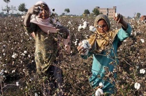 Pakistan's cotton export orders exit due to energy crisis