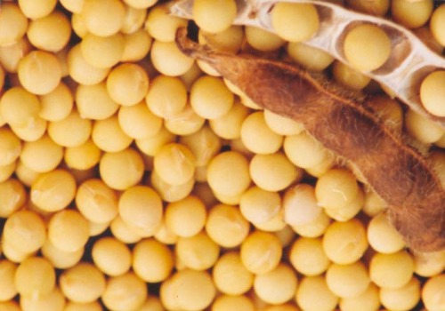 US Senior Analyst Expects Global Soybean Production to Increase by 10%