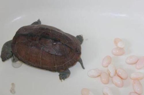Nanjing 100-year-old pet turtle lays 15 eggs at a time