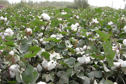 Imported cotton inquiry gradually increased