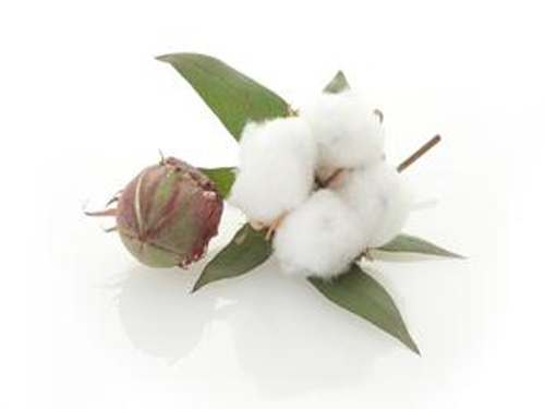 Intention to grow cotton in the country in 2015