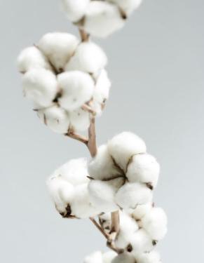 The market price of cotton dropped as the spring price dropped by 10%