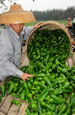 Hainan's 3 million mu national winter melon vegetable base was initially built