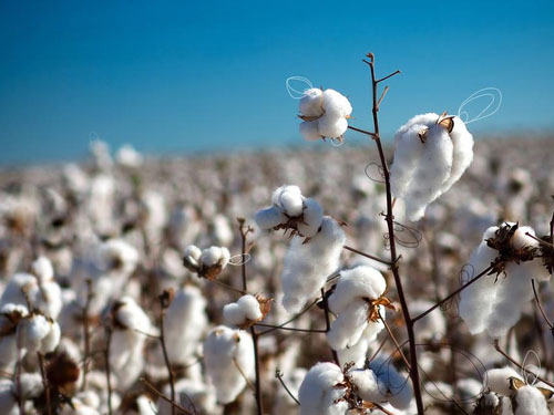 High stock cotton decline has not yet reversed