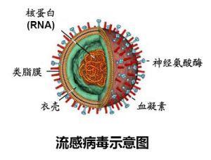 Introduction of bird flu and ways to avoid infection