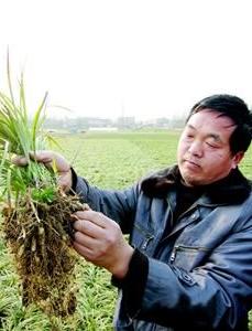 The Ophiopore Ophiopogon yields 70% of the country's total, good Nuggets in medicine and farmland