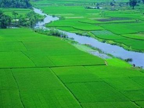 Ammonium chloride is a good fertilizer for paddy fields