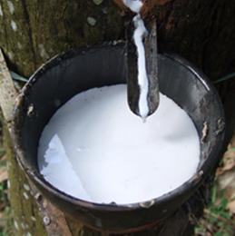 India's natural rubber production decline in May
