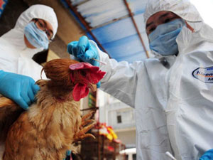 The ups and downs of bird flu