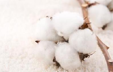 The cotton crisis hit the textile industry