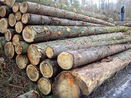 The slow economic recovery The timber market is flat