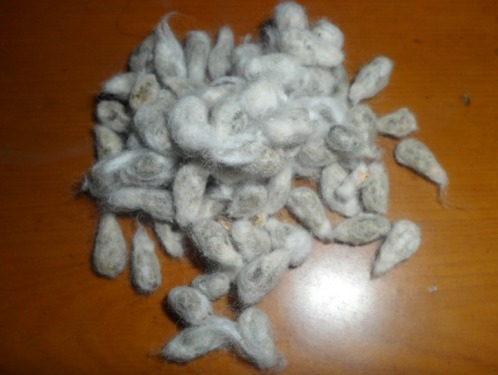 External market adjustment cotton seed is still strong