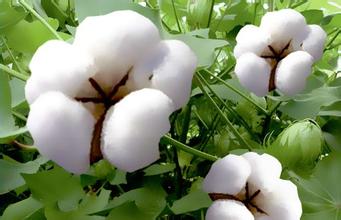 Spot prices dropped again Zheng cotton fell slightly