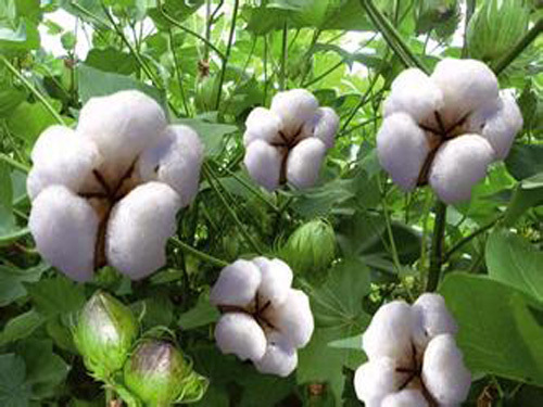 Xinjiang cotton prices fall