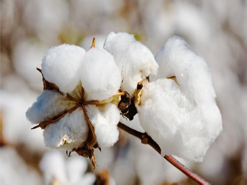 U.S. cotton declines Chinaâ€™s demand weakens into the main reason