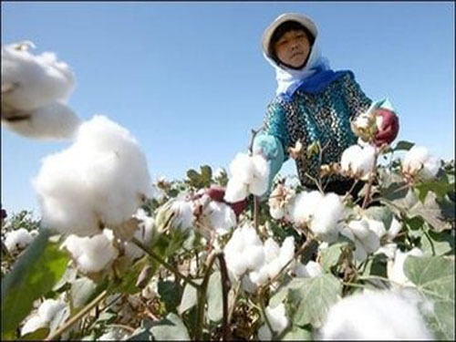 Xinjiang greatly reduces the cotton planting area