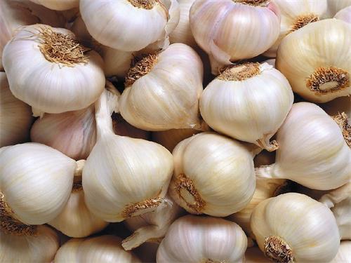 Chinese garlic farmers go to South Korea to negotiate return