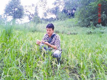 Drought-resistant and Drought-tolerant Planting Baby Rice on Hillside