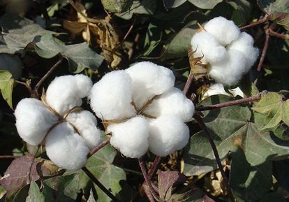 Demand reduction India's cotton price pressure doubled