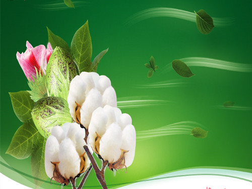 Quality "Department" upgrade Textile enterprises are eager to fully improve domestic cotton