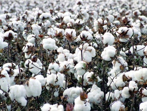 Cotton market spot price trend