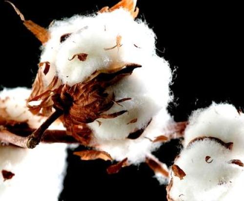 Cotton prices continue to hang upside down, and the transformation of textile companies