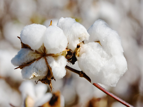 Cotton industry from the perspective of the entire industry chain