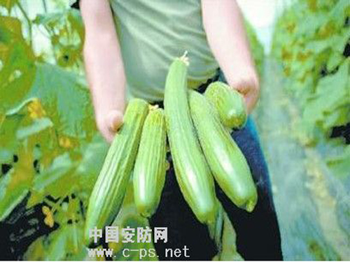 Cucumbers attacked security industry can "sit down"