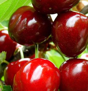 Big cherry full harvest price is lower than in previous years