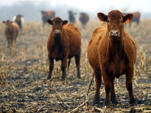 Beef Cases in Mad Cow Disease Area Don't Leave Suspense