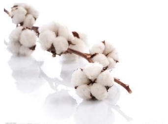This year's cotton production is expected to decline