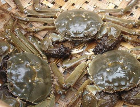 Yangcheng Lake hairy crabs listed in late September