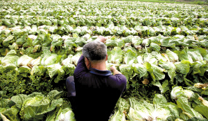 Cabbage price unsalable