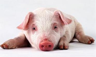 Pig breeds most suitable for making twice-cooked pork are on the verge of extinction