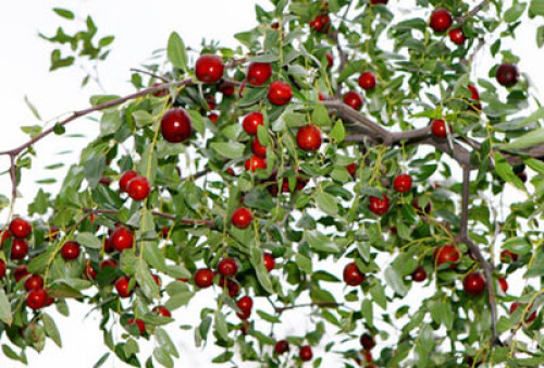 "Yanchuan red dates" into the national geographical indication