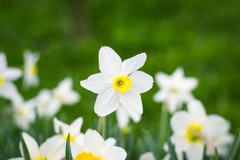 Narcissus cultivation method