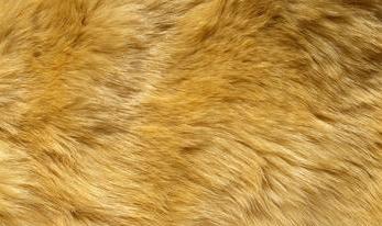 Global fur sales continue to rise