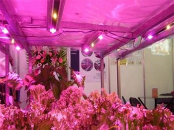 LED plant lighting market prospects