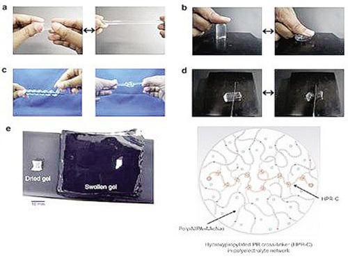 New hydrogels can be used to make artificial muscles