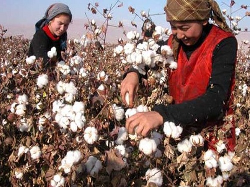Xinjiang cotton industry target price reform