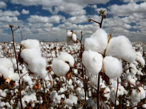 Cotton prices hit a new low in five years
