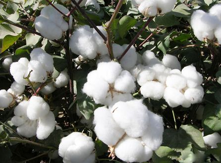 Indian government plans to record acquisition of cotton