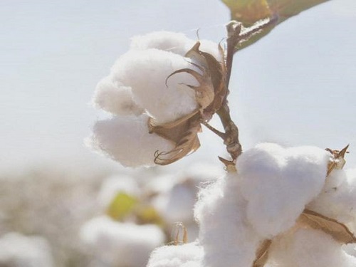 Will the cotton price bottom out in 2016?