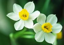 Narcissus breed classification